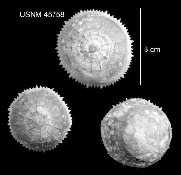 Image of Stephanocyathus (Stephanocyathus) paliferus Cairns 1977