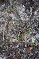 Image of pineland nailwort