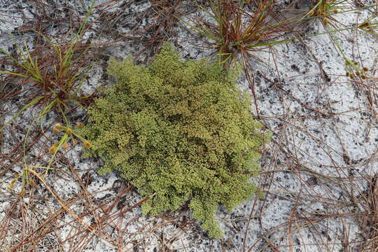 Image of paper nailwort