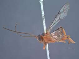 Image of Xanthopimpla walshae cincta Townes & Chiu 1970