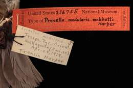 Image of Prunella modularis mabbotti Harper 1919