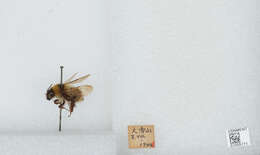 Imagem de Bombus diversus Smith 1869