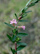 Image de Lythrum maritimum Kunth