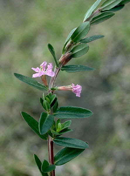 Image de Lythrum maritimum Kunth