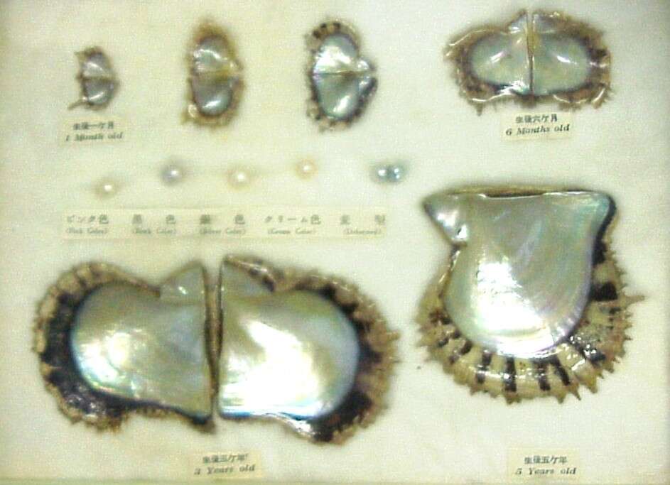 Image of rayed pearl oyster