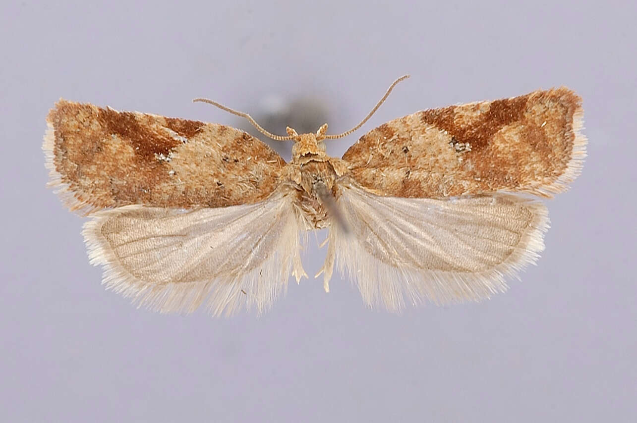 Image of Acleris semiannula Robinson 1869