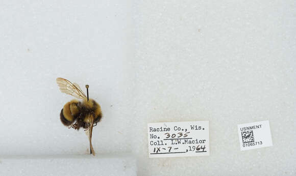 Слика од Bombus affinis Cresson 1864