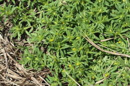 Image of spreading chinchweed