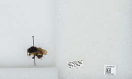 Bombus ephippiatus Say 1837 resmi