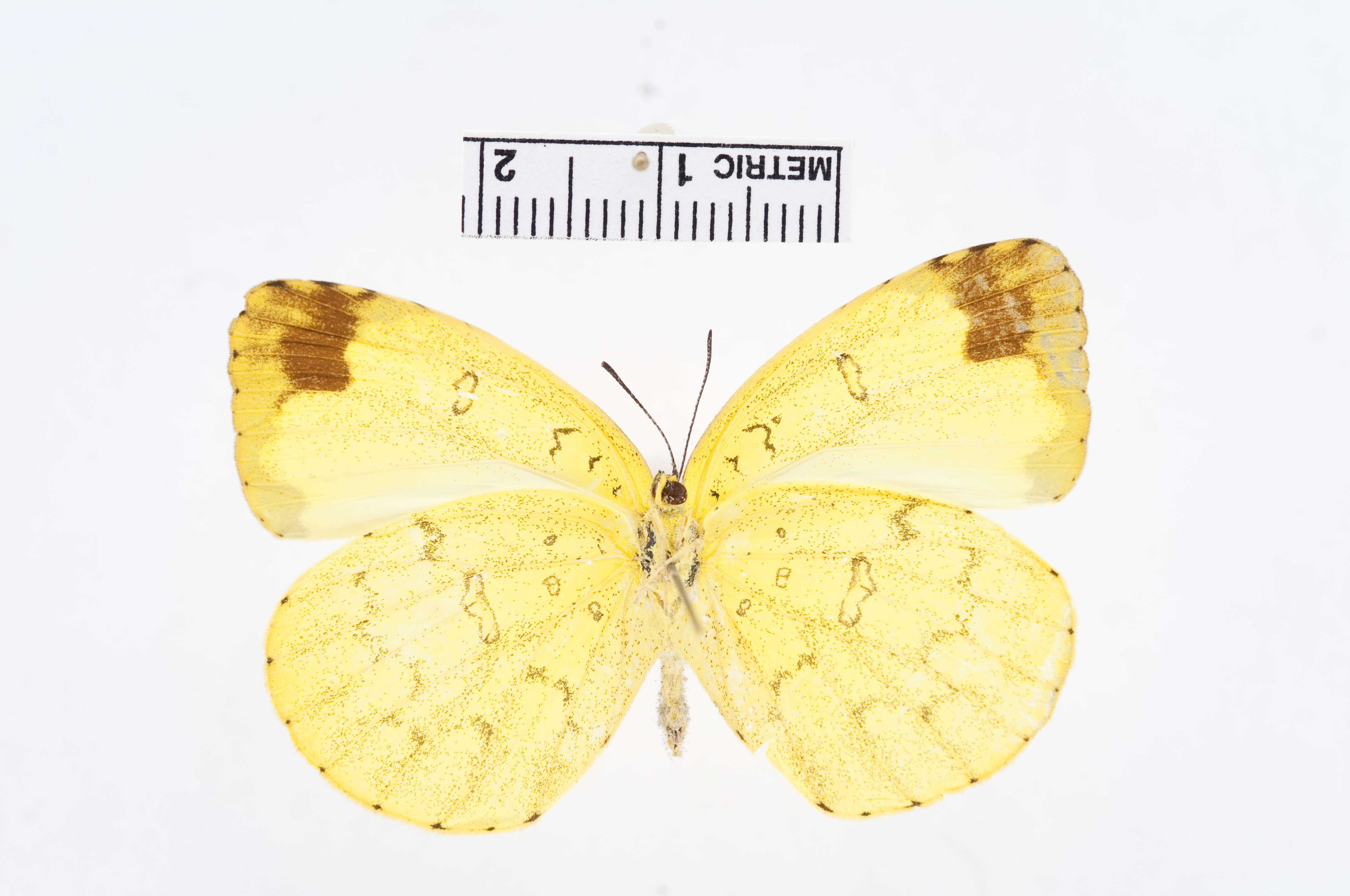 Image of Eurema blanda (Boisduval 1836)