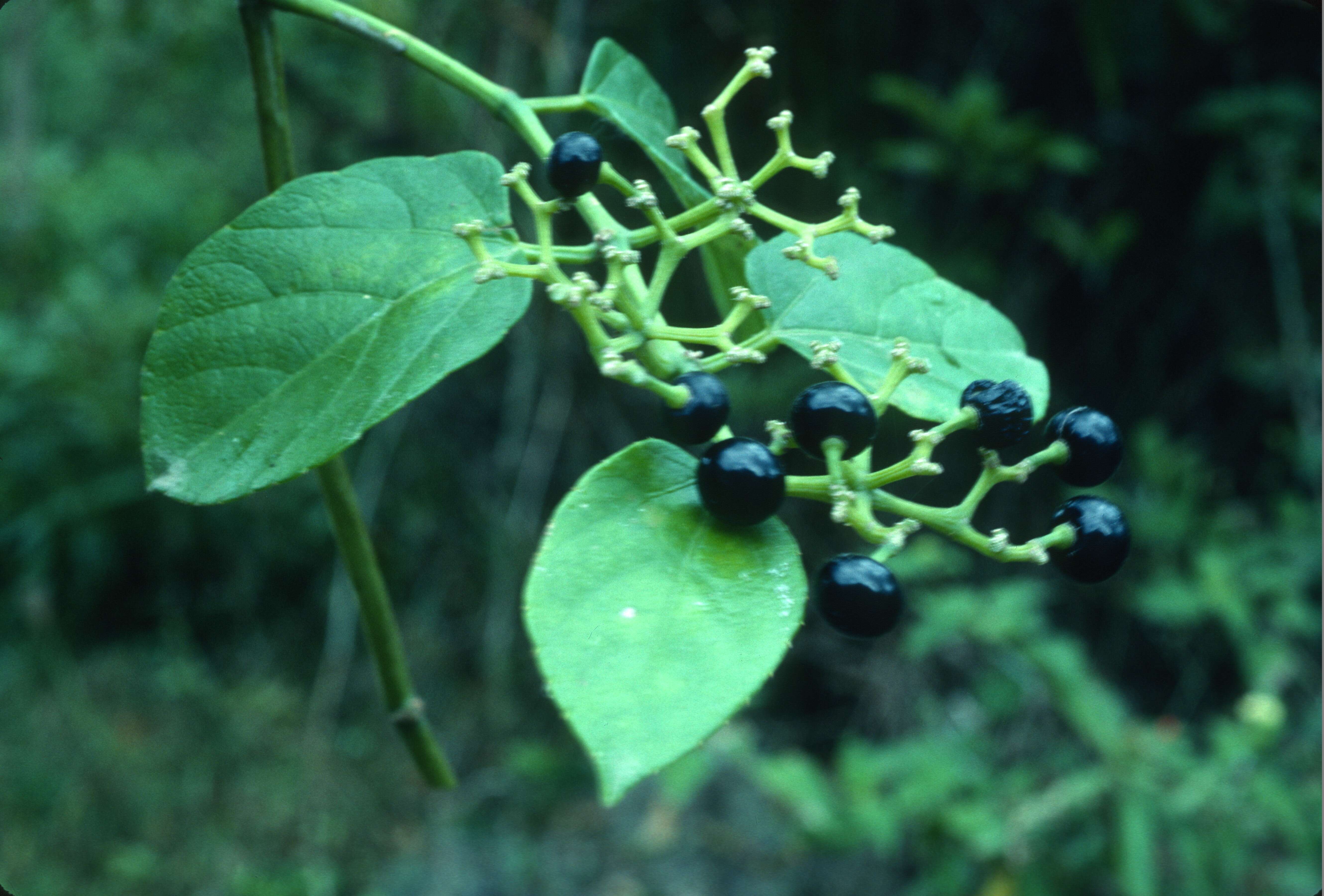 Cissus verticillata (L.) Nicolson & C. E. Jarvis resmi