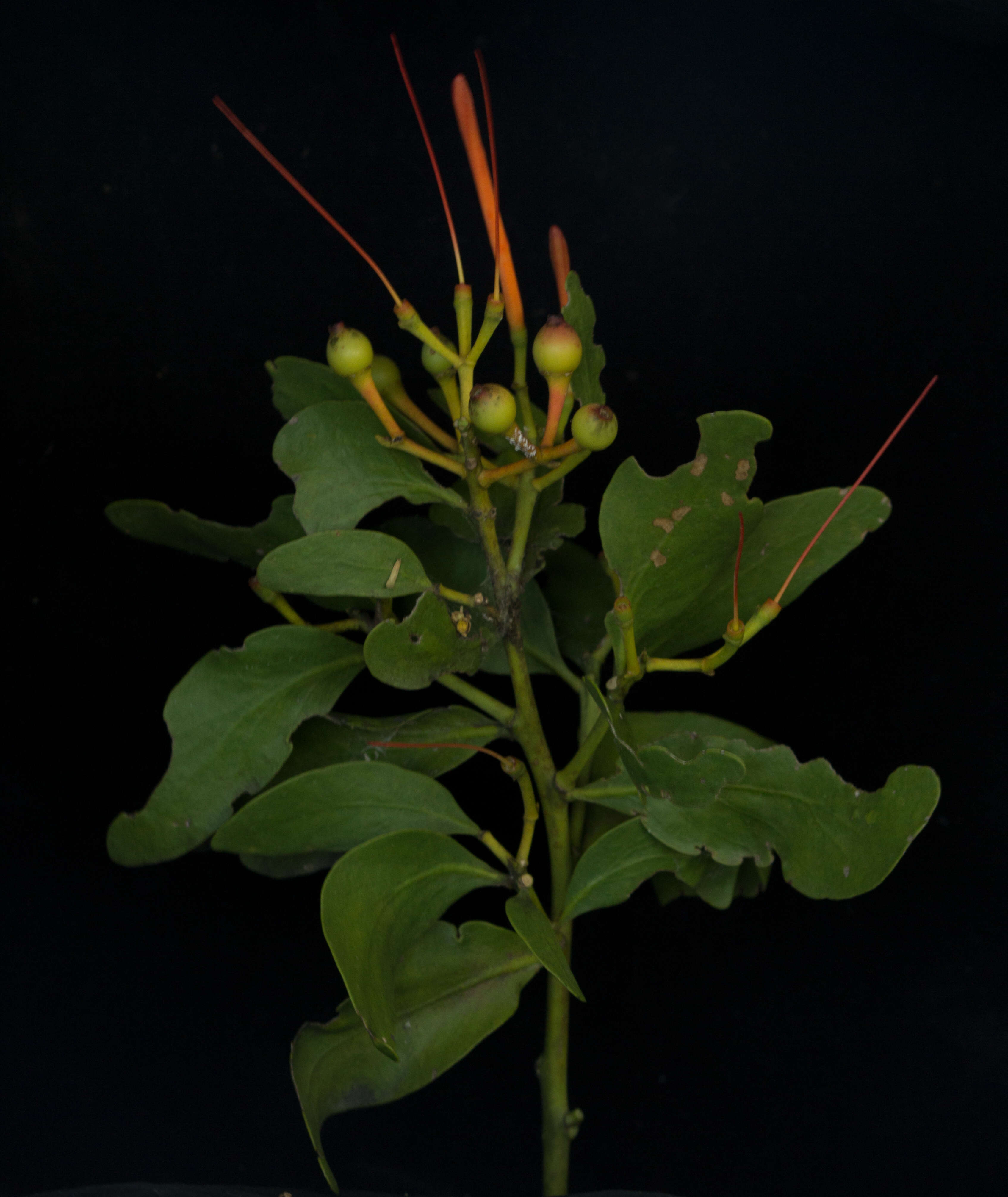 Image of Psittacanthus calyculatus (DC.) G. Don