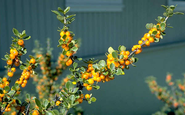 Image of alpine mirrorplant