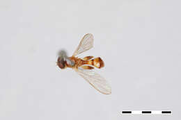 Image of Sphegina keeniana Williston 1887