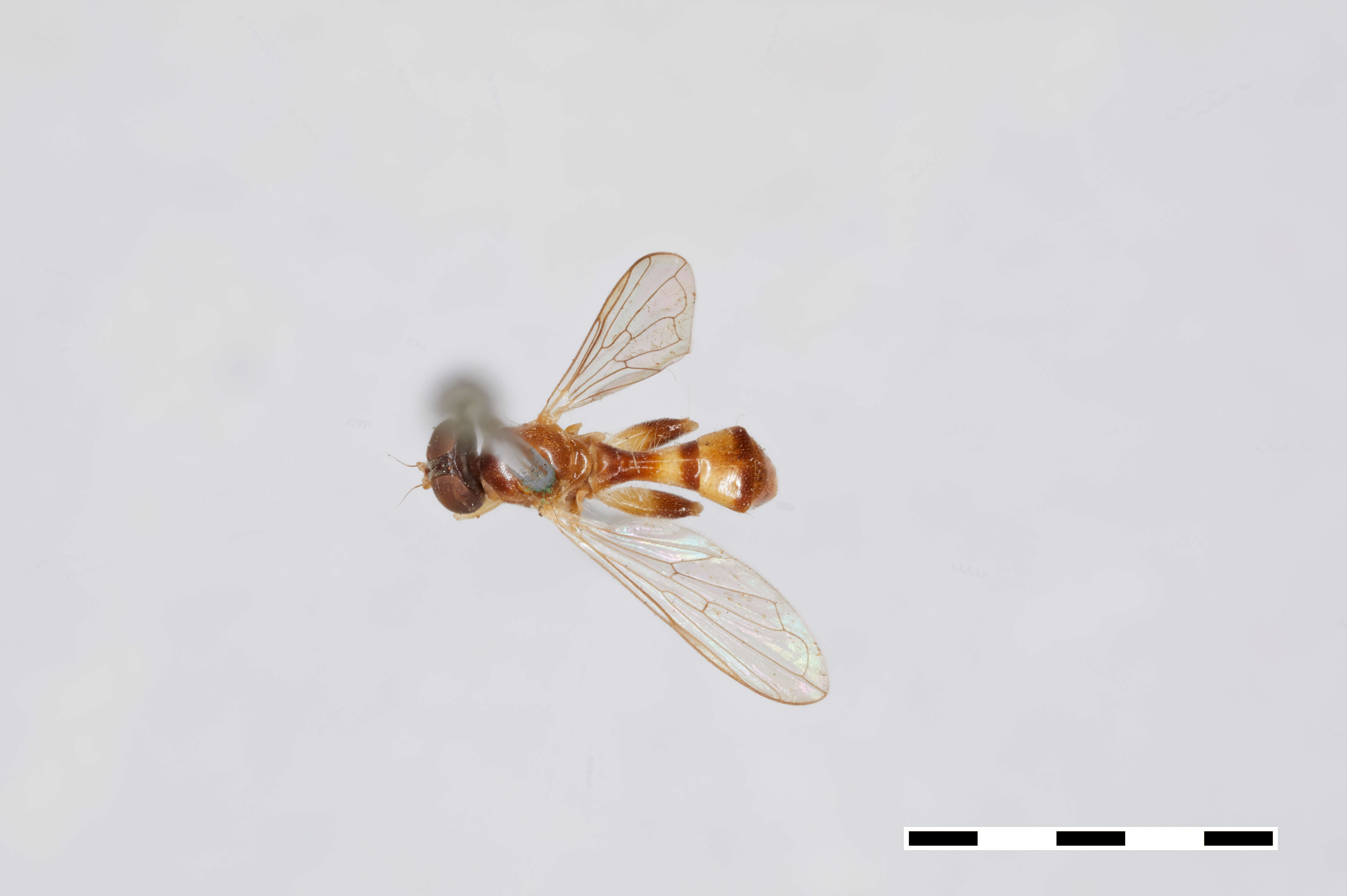 Image of Sphegina keeniana Williston 1887