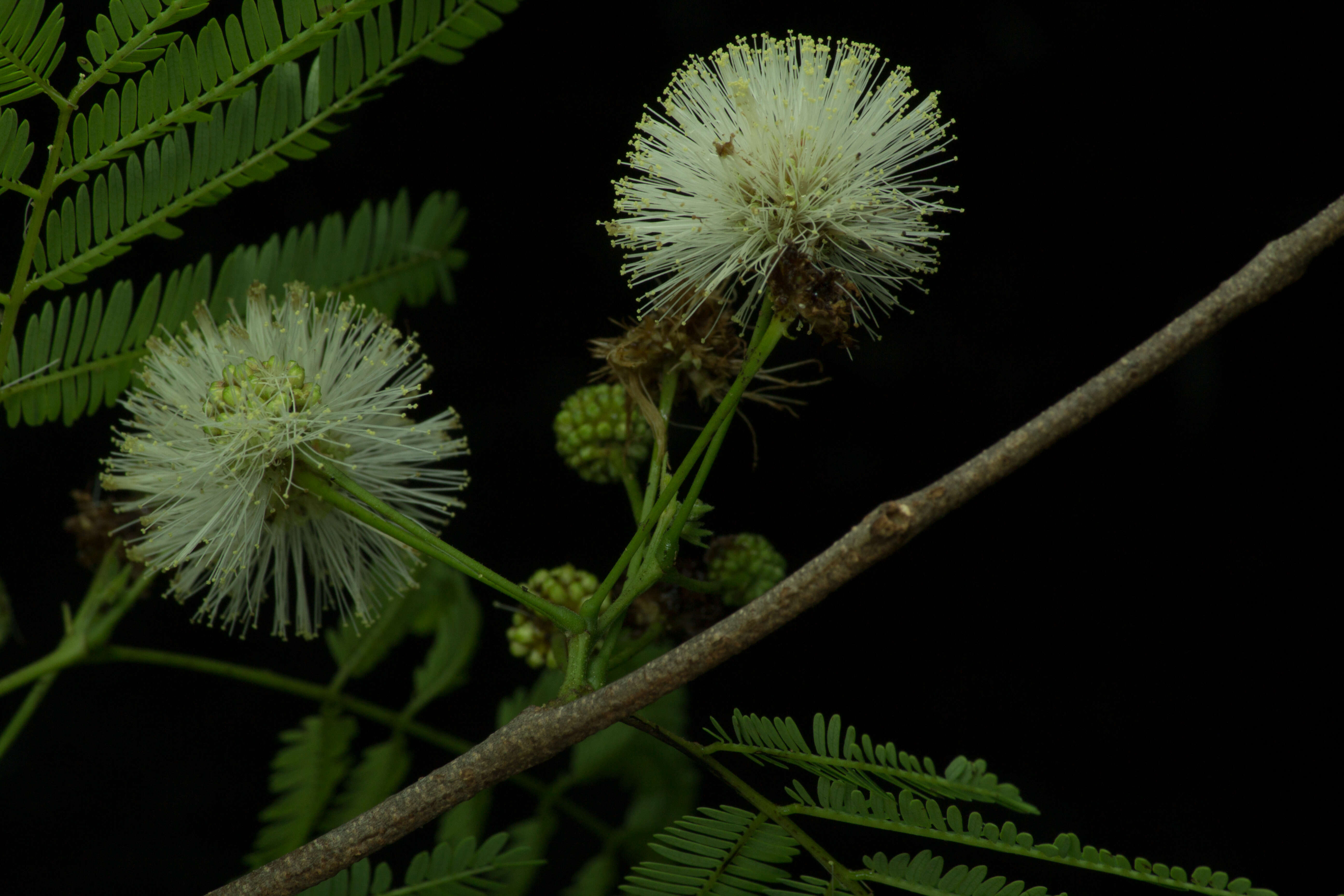 Plancia ëd Lysiloma divaricatum (Jacq.) J. F. Macbr.