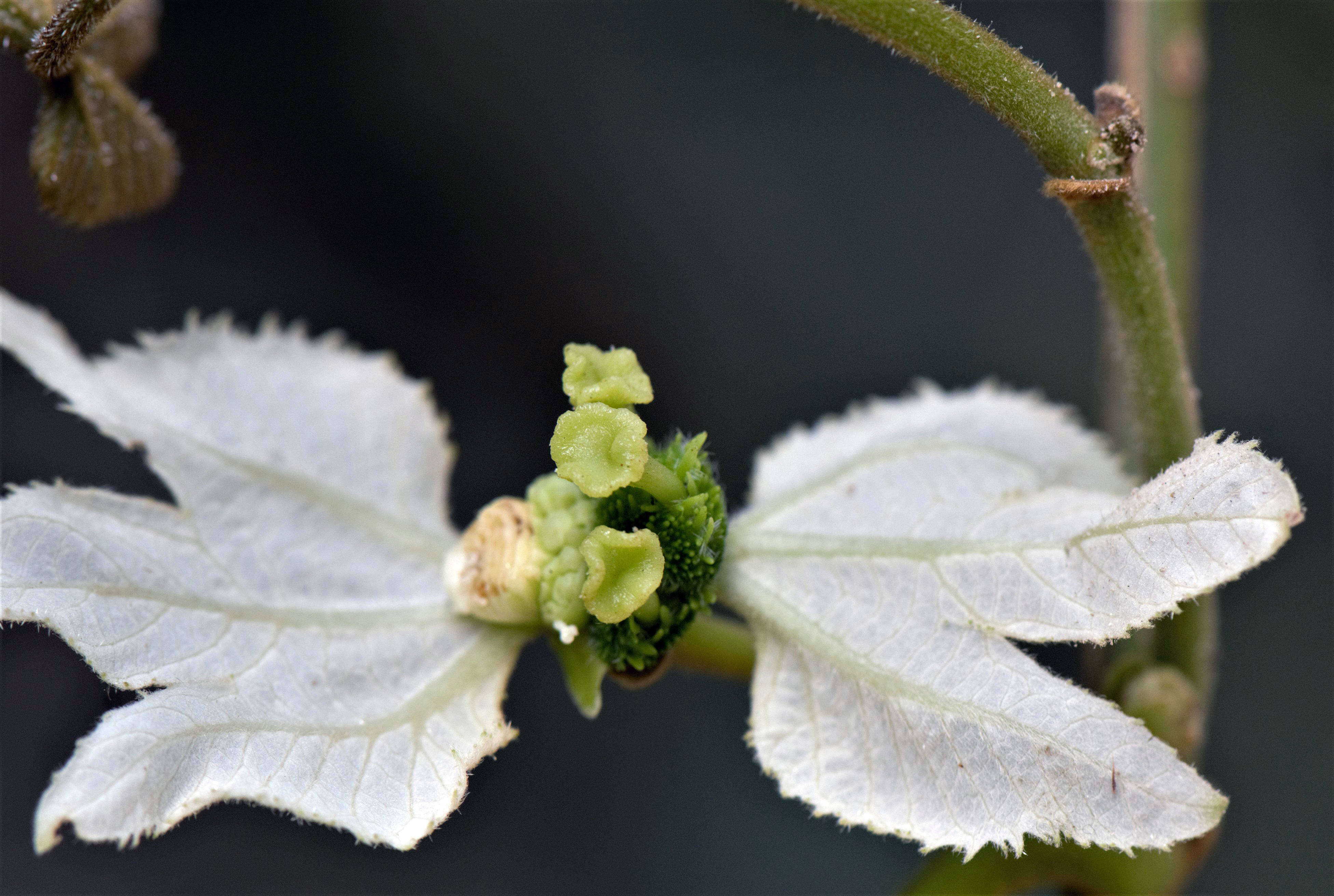 Image of Dalechampia Plum. ex L.