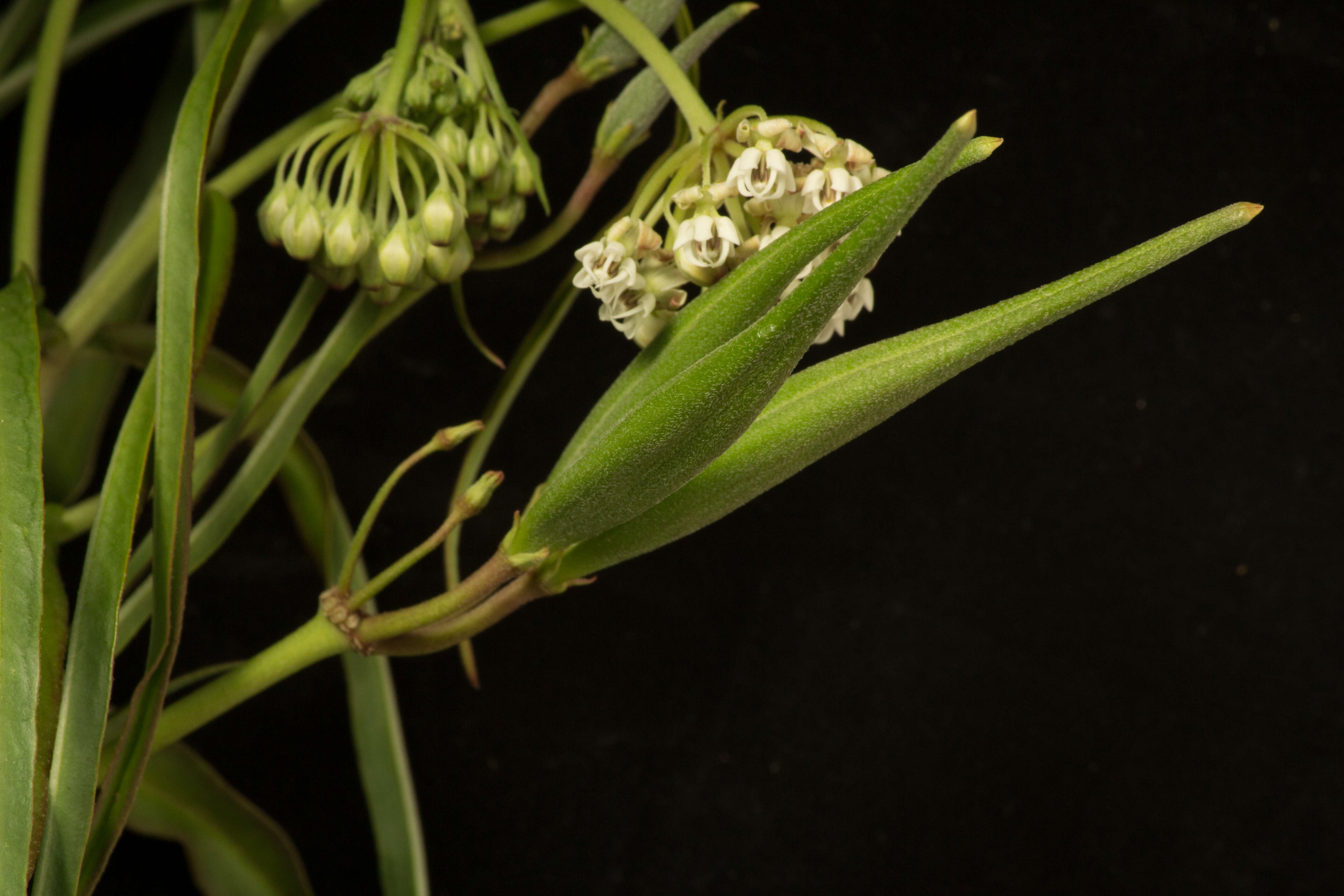 Plancia ëd Asclepias woodsoniana Standl. & Steyerm.