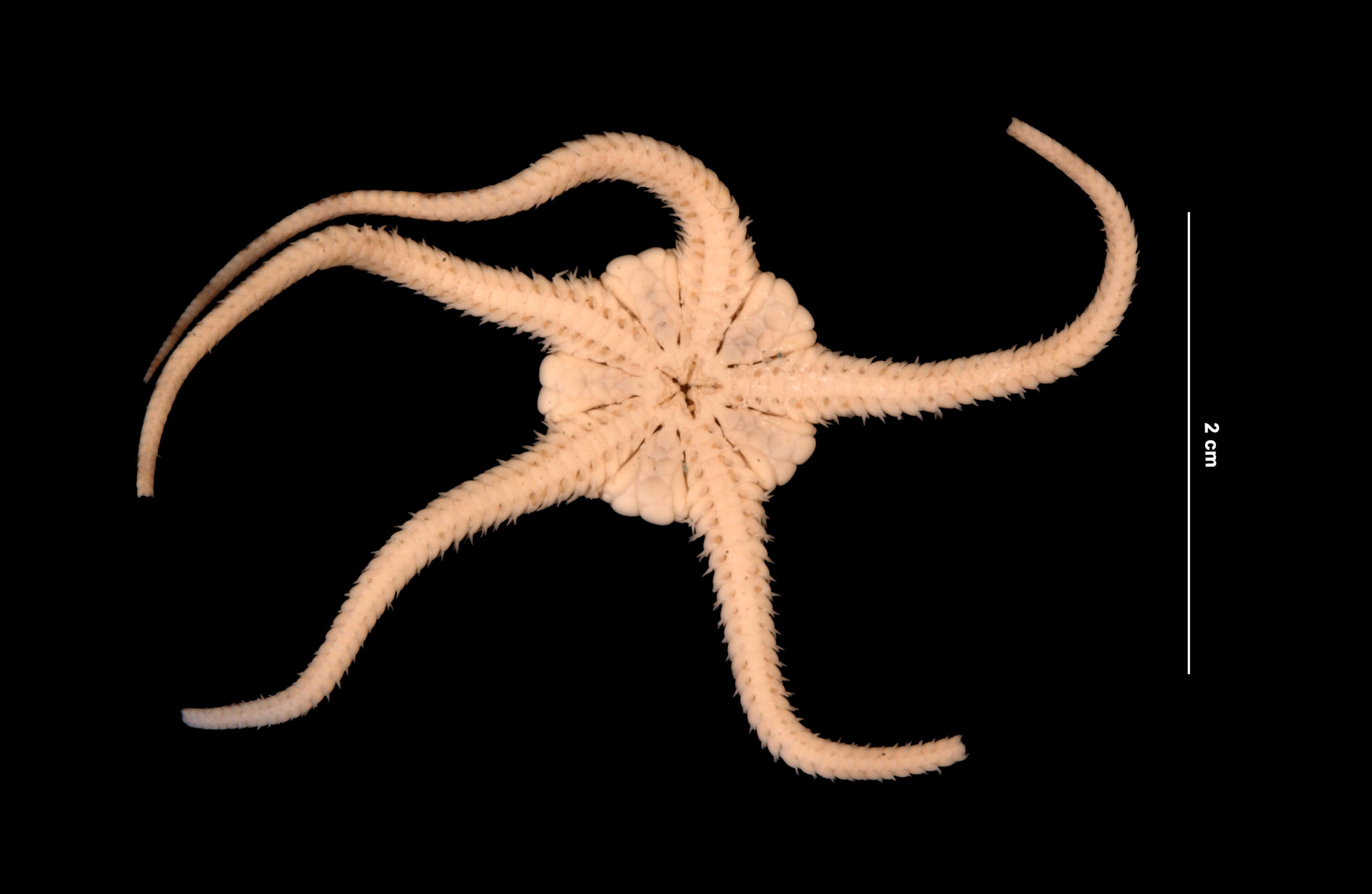 Image of Ophiolepis elegans Lütken 1859