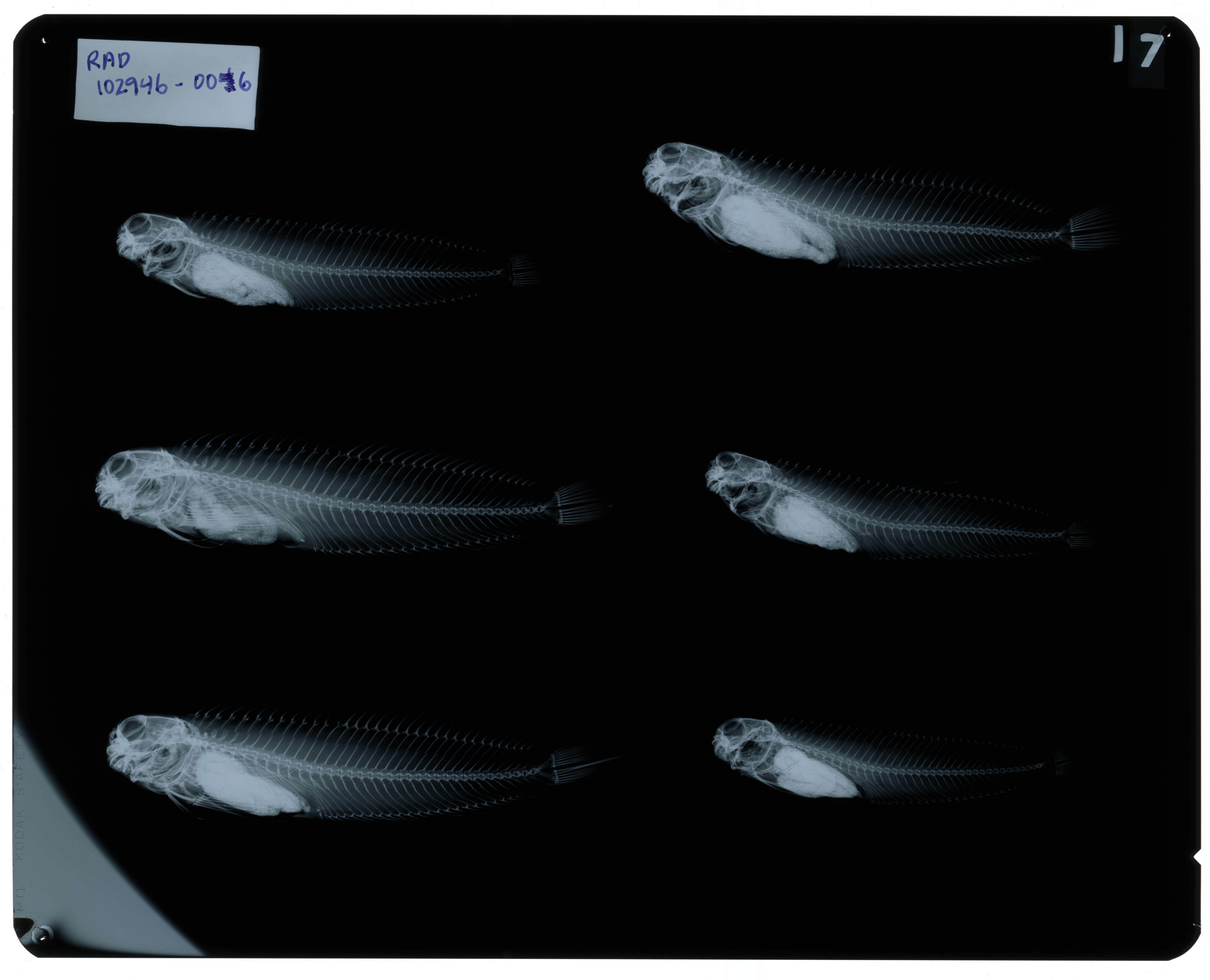 Image of Istiblennius edentulus (Forster & Schneider 1801)