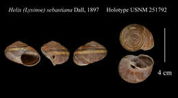 Image of Helix (Lysinoe) sebastiana Dall