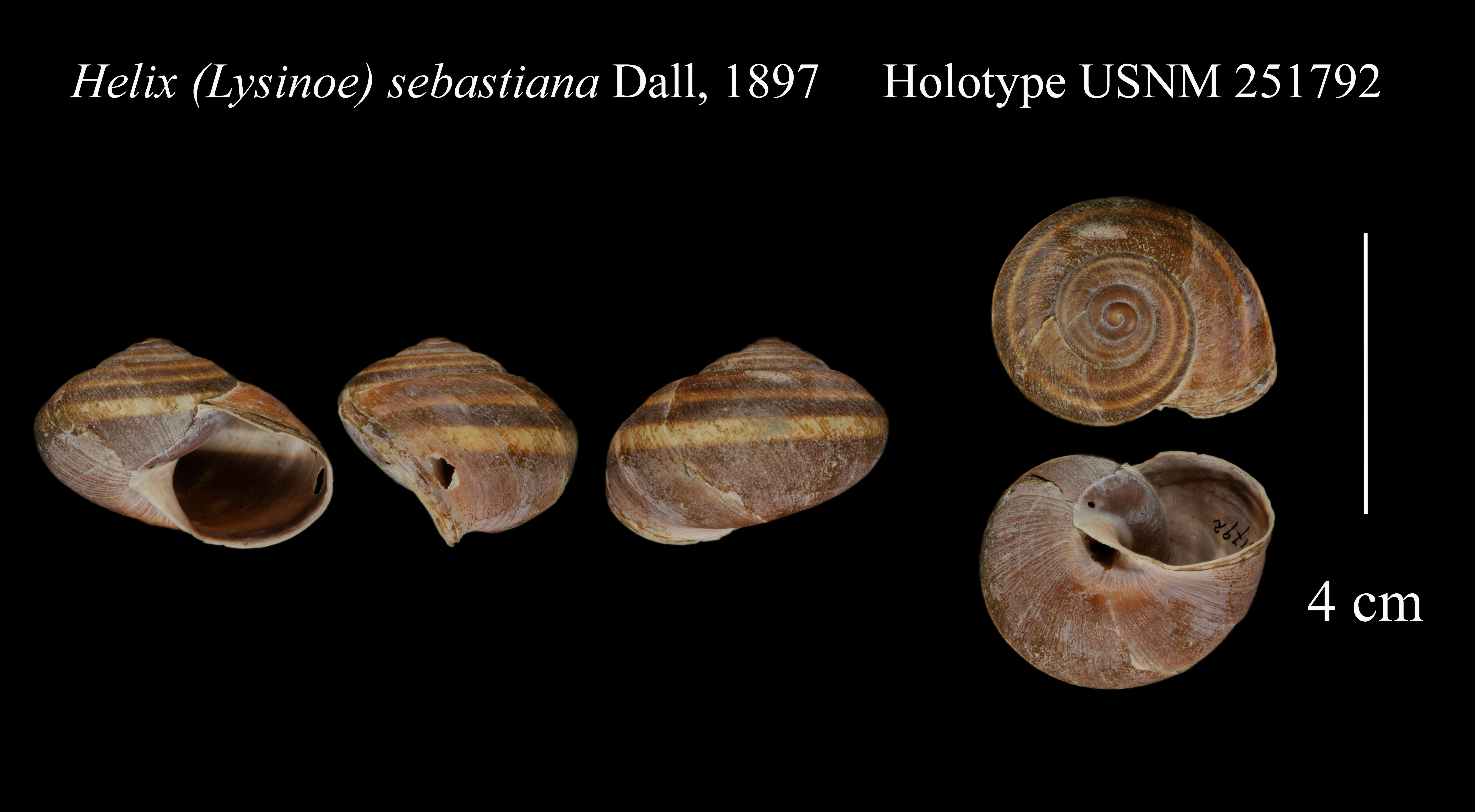 Image of Helix (Lysinoe) sebastiana Dall