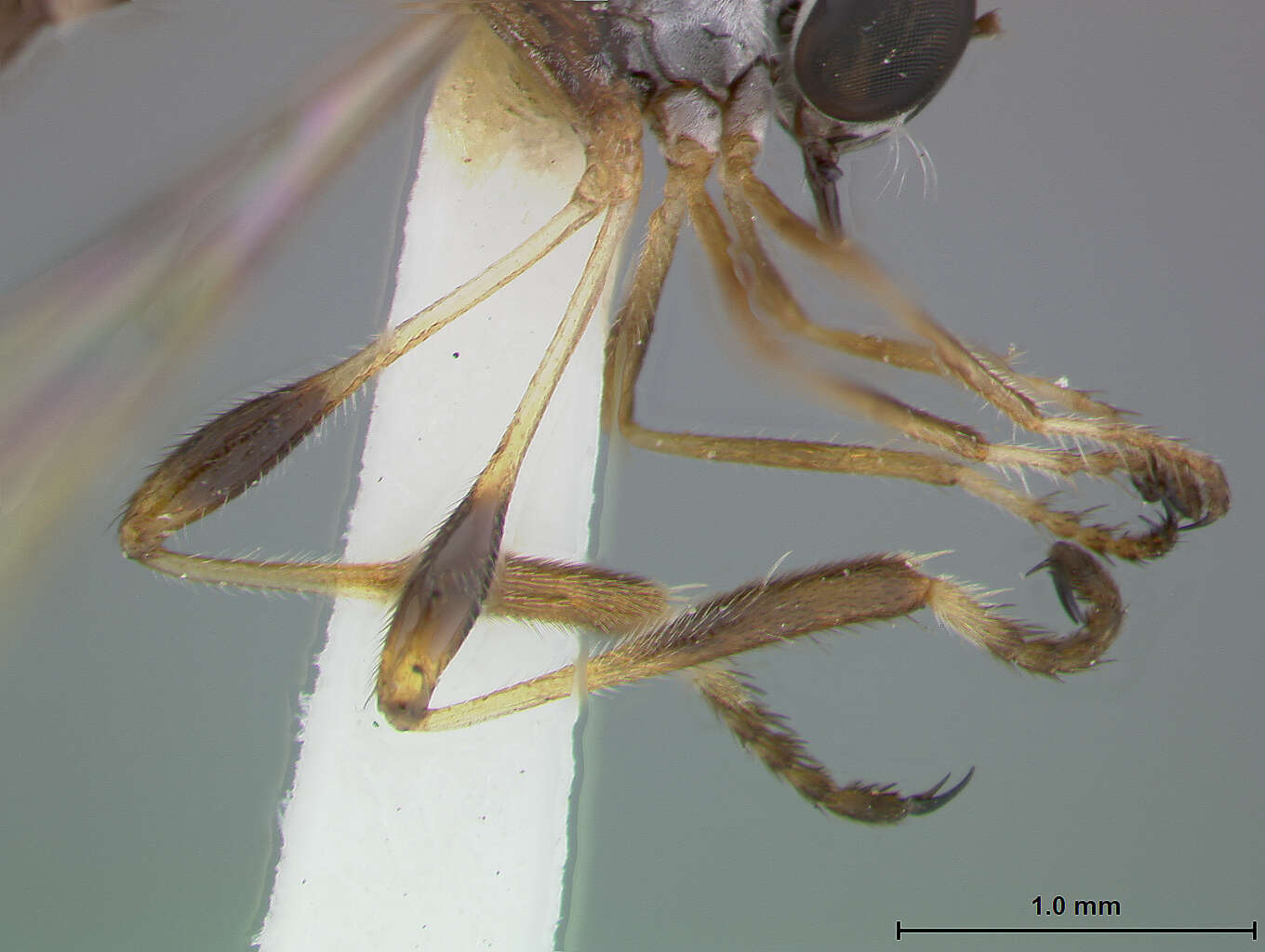 Image of Beameromyia vulgaris Martin 1957