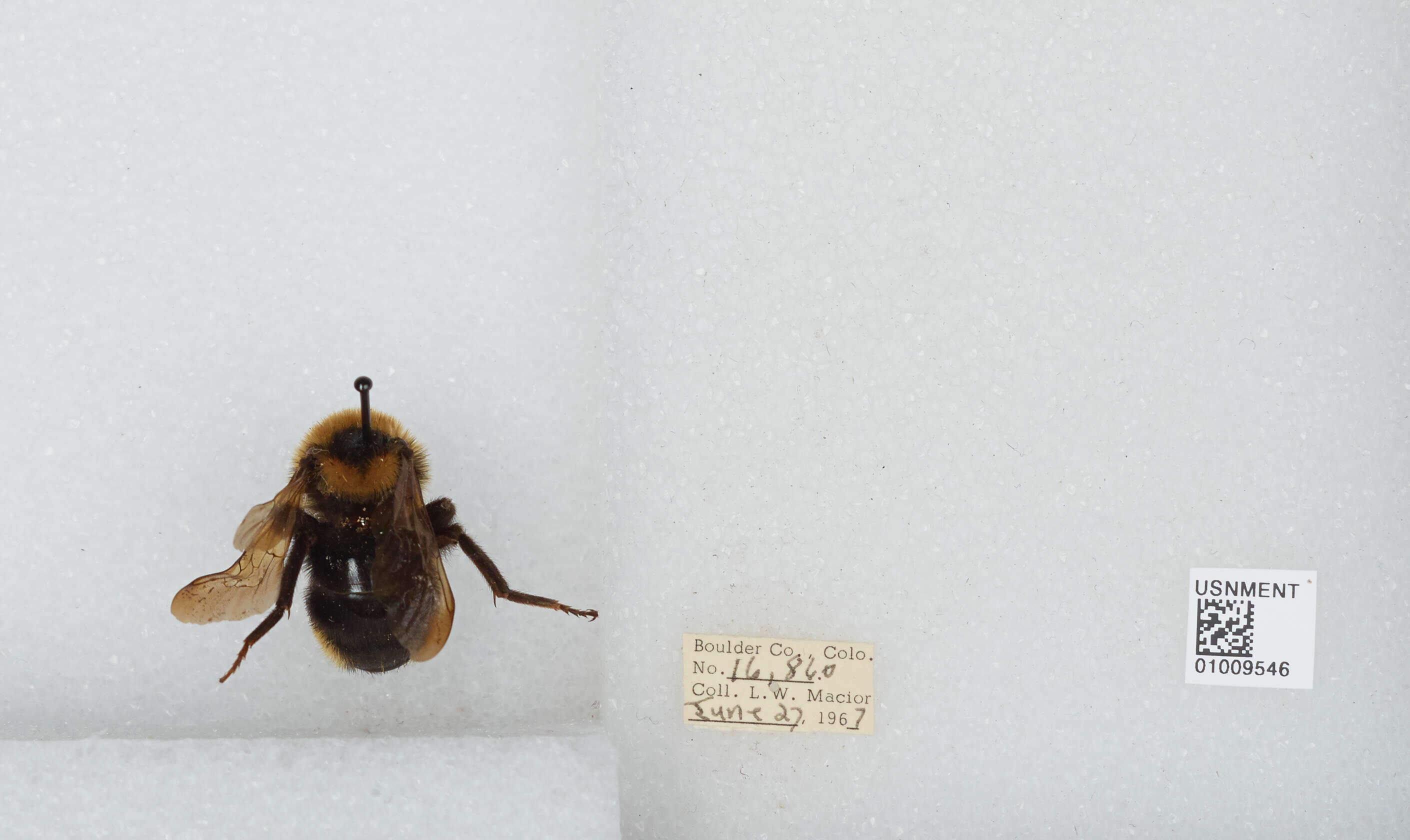 Image de Bombus insularis (Smith 1861)