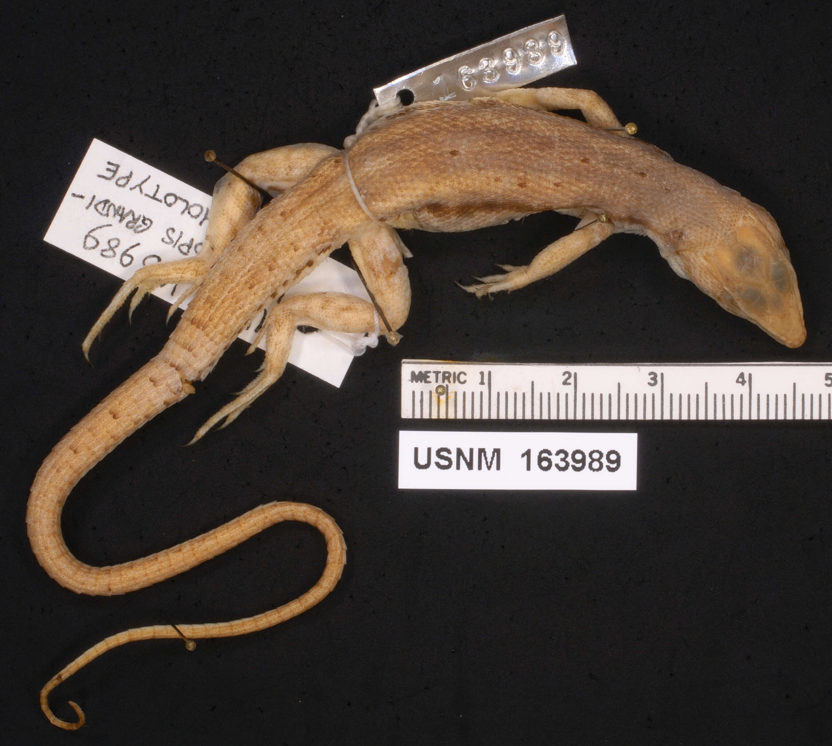 Image of Caprivi Rough-scaled Lizard