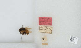 Image of Bombus weisi Friese 1903