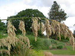 Image of Mauritanian grass