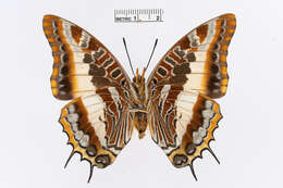 Image of Charaxes druceanus Butler 1869