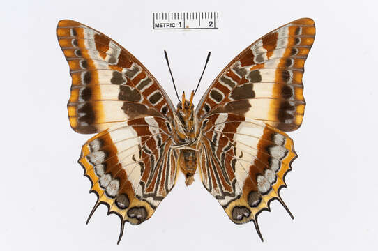 Imagem de Charaxes druceanus Butler 1869