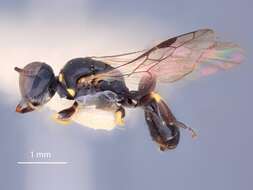 Image of Crossocerus kamateensis Tsuneki 1971