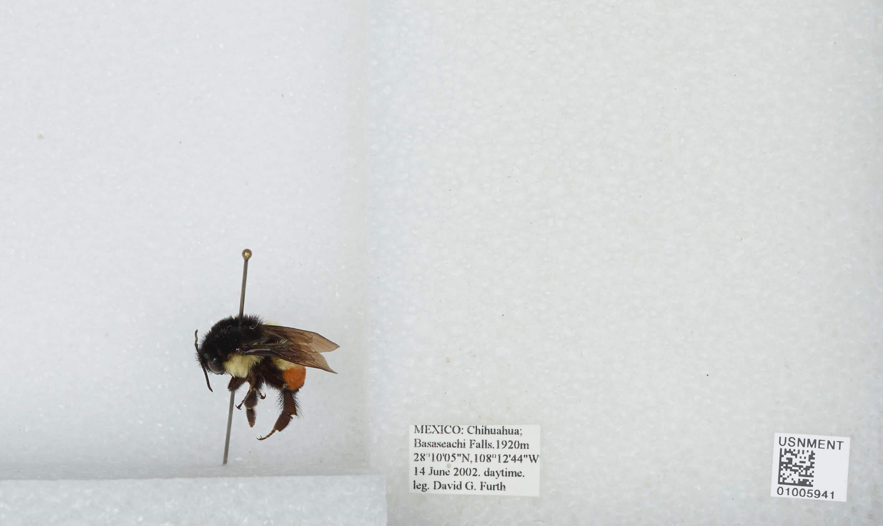 Bombus ephippiatus Say 1837 resmi