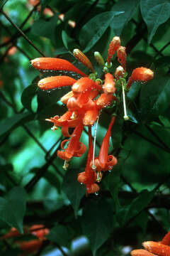 Image of pyrostegia