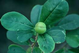 Brunfelsia americana L. resmi