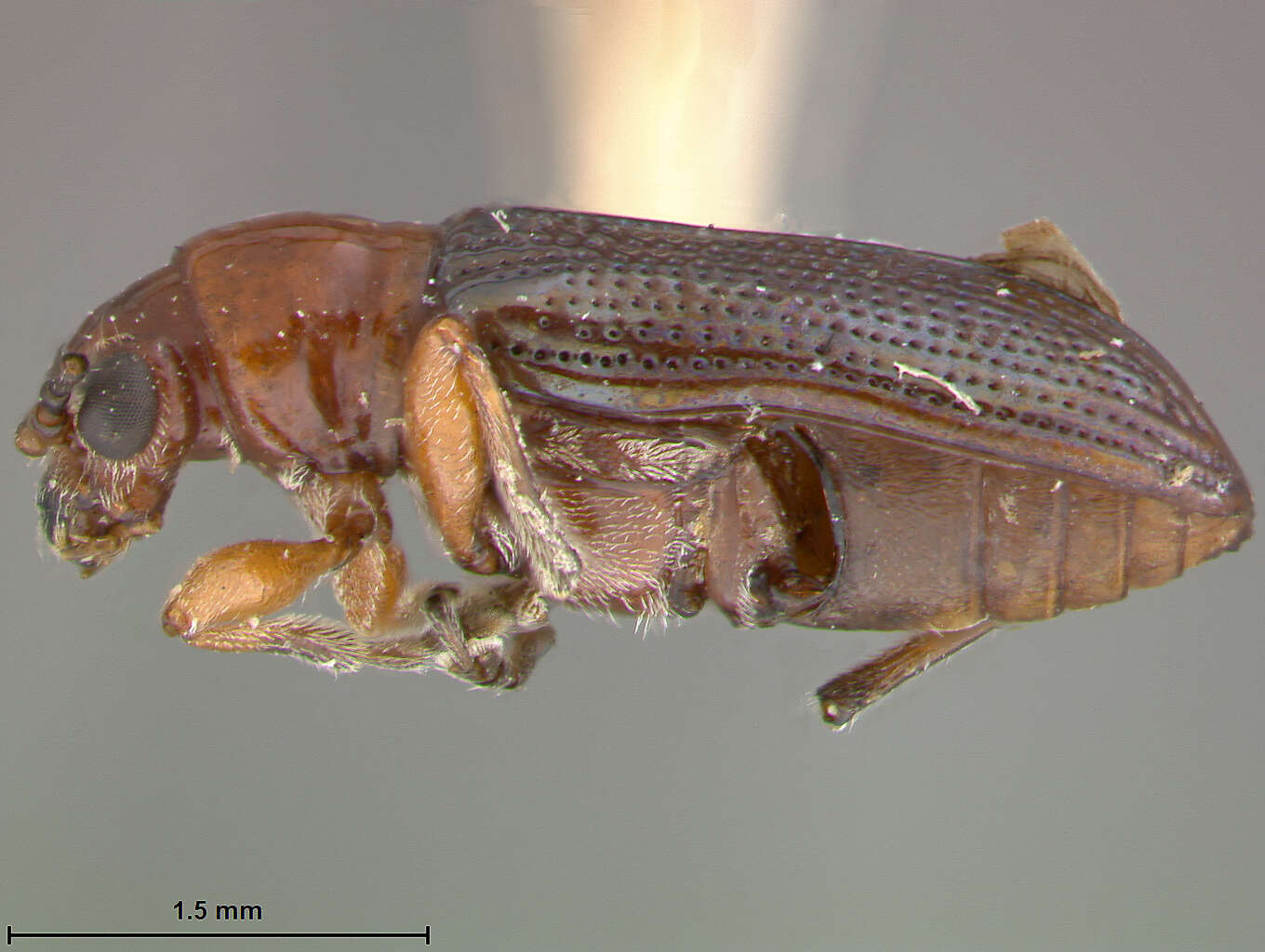 Oulema (Hapsidolemoides) variabilis R. White 1993 resmi