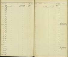 Larus heermanni Cassin 1852 resmi