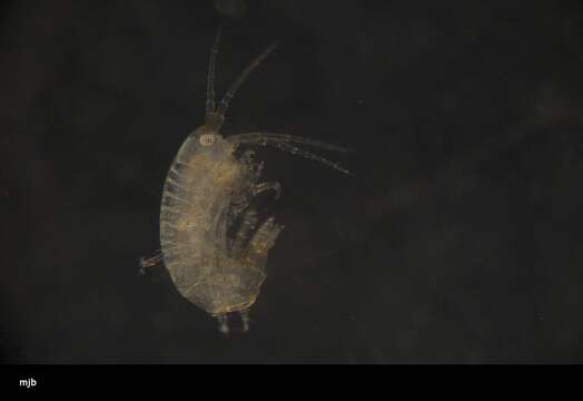 Image of Amphipoda