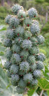 Sivun Ricinus kuva