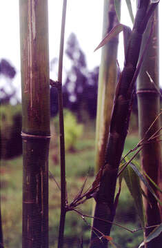 Image of Bambusa emeiensis L. C. Chia & H. L. Fung