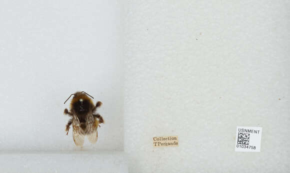 Image of Buff-tailed bumblebee