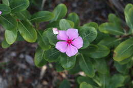 Image of Madagascar periwinkle