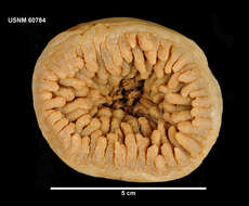 صورة Sicyonis erythrocephala (Pax 1922)