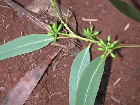 Image of Saligna Eucalyptus