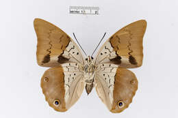 Image of Prepona dexamenus Hopffer 1874