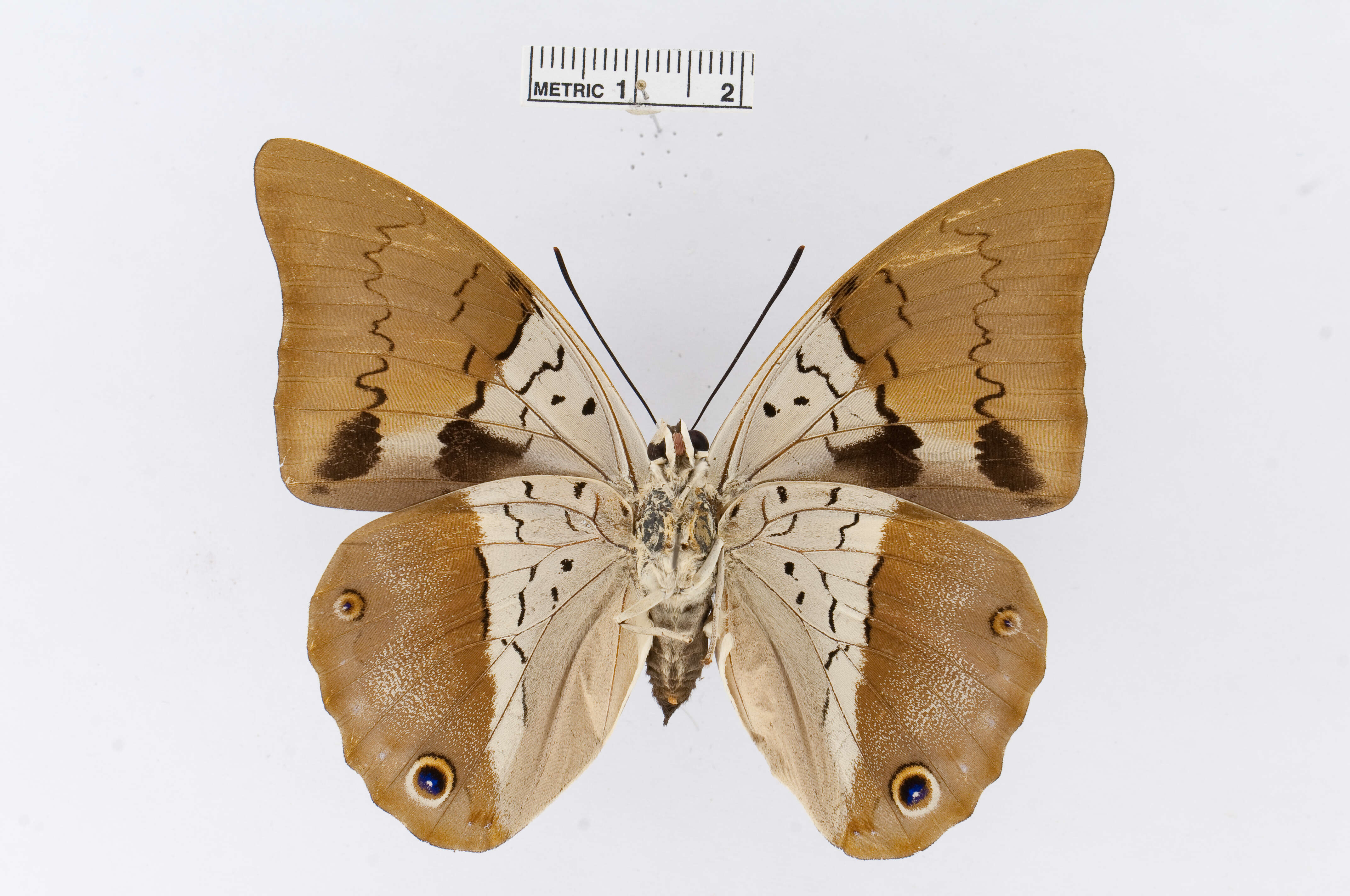 Image of Prepona dexamenus Hopffer 1874