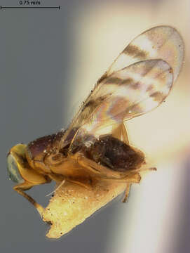 Image of Microterys cincticornis Ashmead 1900