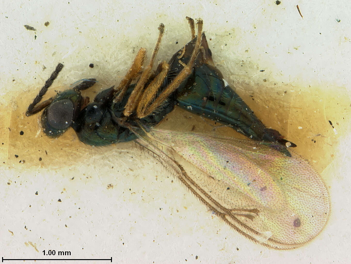 Image of Toxeuma ferrugineipes Ashmead 1901